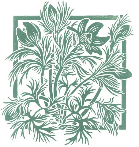 'Pasque flower' (green)