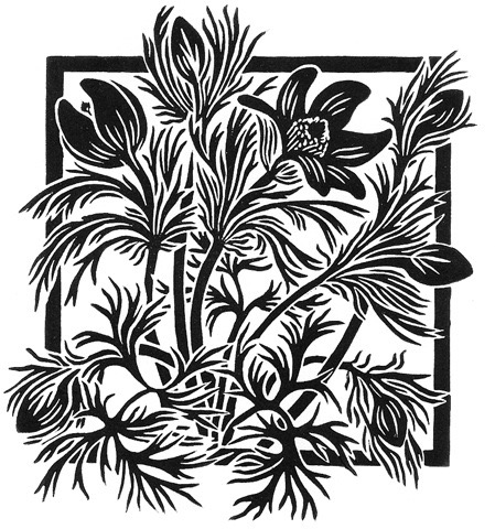 'Pasque flower' (black)