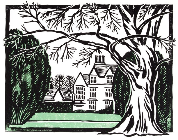 'Beech Tree - Anglesey Abbey'