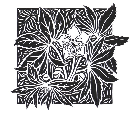 'Christmas Rose' (black)